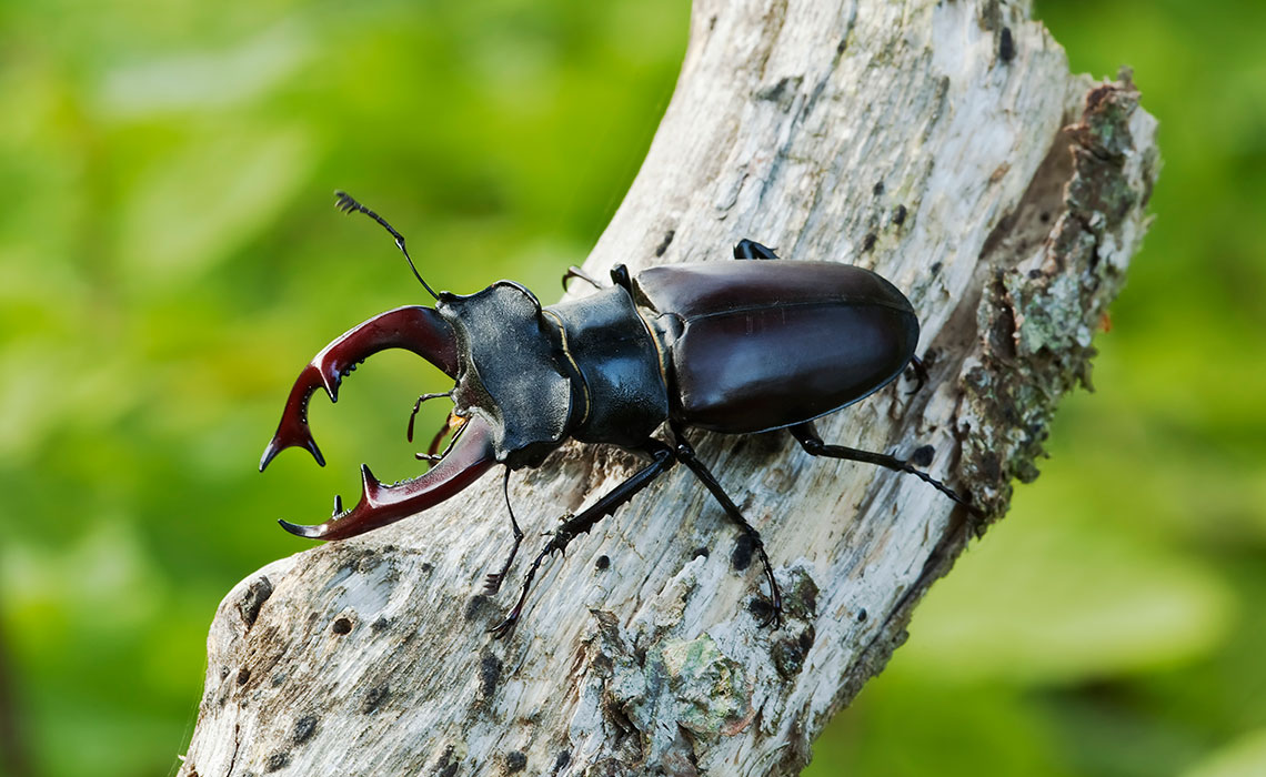 Informazioni dettagliate - Cervo volante - Esperienza nella foresta - Le nostre foreste. Diversità che sorprende.